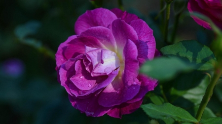 Drops on Purple Rose - nature, purple, petals, flowers, dew, drops