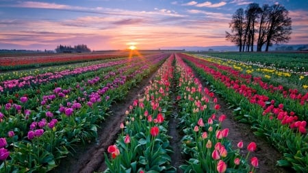 Flower Field in the Netherlands - sky, blossoms, clouds, tulips, sunset, spring