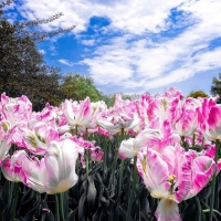 Longwood Gardens, Pennsylvania