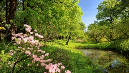 Dream Catcher - flowers, trees, nature, green, landscape, spring, forest