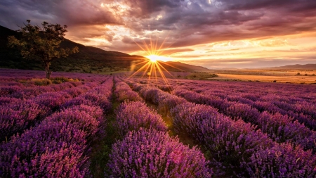 Lavender Field at Sunset - nature, clouds, flowers, sunset, field, lavender