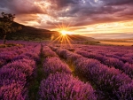 Lavender Field at Sunset