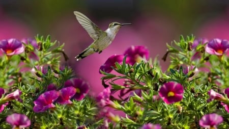 The Flight Of The Hummingbird - hummingbird, animal, flowers, flight, garden, bird