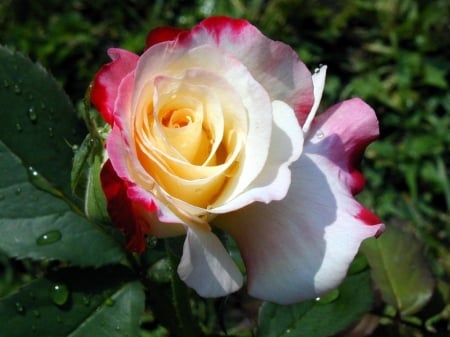 Lovely Rose - flowers, rose, petals, nature