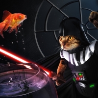 Darth Sushi