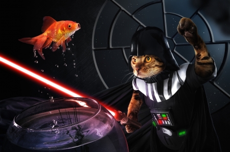 Darth Sushi - cat, fish, summer, funny, darth sushi, creative, fantasy, pisica