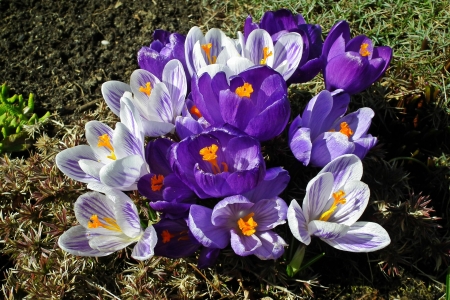 Crocuses - flowers, spring, nature, crocuses