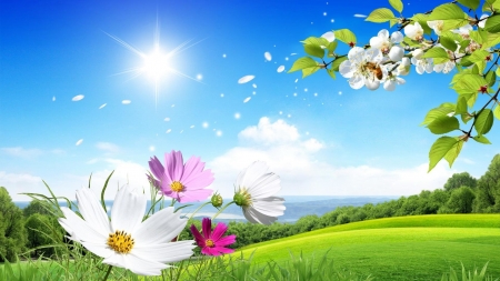 Spring in the Air - flowers, nature, green, air, landscape, spring, sun, sky