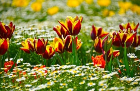 spring field - nature, beauty, fields, photography, flowers