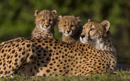 Cheetah and Cubs - cubs, cheetah, cats, animals, cheetahs