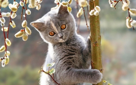 I'm So Kind....! - flowers, trees, animal, kitten, cute, cat