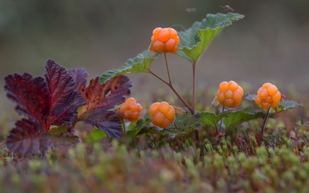 â™¥ - red, orange, green, leaf, cloudberry, fruit