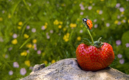 ♥ - strawberry, red, green, ladybug, insect