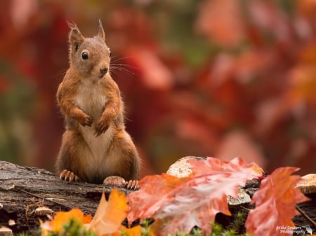 Squirrel - red, animal, squirrel, cute, leaf, veverita, autumn