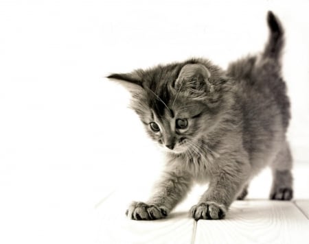 Kitten - grey, white, animal, pisica, kitten, cute, cat, rachael hale