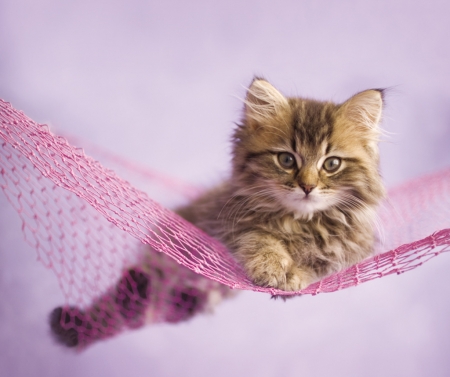 Kitten - cat, pink, rachael hale, hammock, animal, cute, pisica, kitten