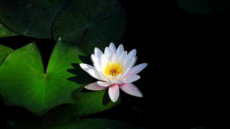 Water Lily - lily, floral, lily pad, flowers, pond, firefox persona theme, dramataic