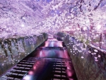 Purple Cherry Blossoms