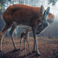 Mother Deer with  Fawn