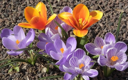 Crocuses - nature, crocuses, flowers, spring