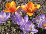 Crocuses