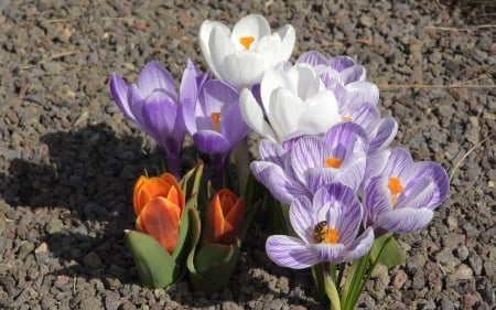 Crocuses and Bee - flowers, bee, nature, crocuses, spring