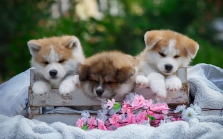 puppies - animals, cool, dogs, cute, puppies, fun