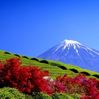 Tea Plantation Mount Fuji Japan