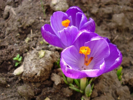 First Spring Crocuses - nature, crocuses, petals, blue, flowers, spring