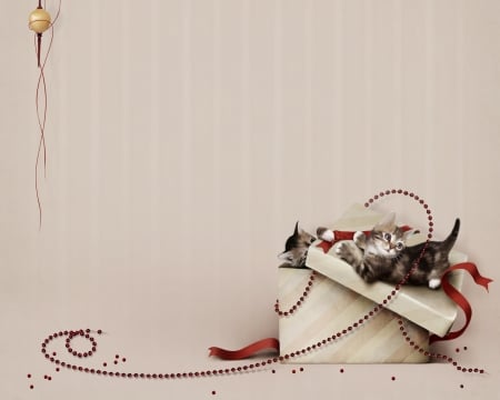 Kittens - cat, christmas, pisica, craciun, kitten, red, valentine, box, gift