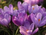 Crocuses