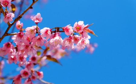 Spring - sky, cherry blossom, sakura, pink, blue, flower, spring