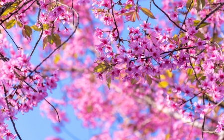 Spring - cherry blossom, sakura, pink, blue, flower, spring