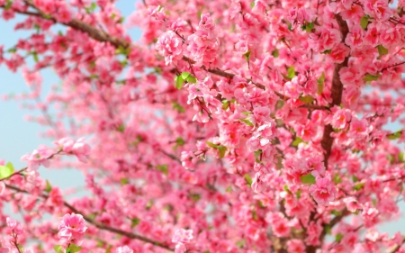 Spring - cherry blossom, sakura, pink, spring, flower