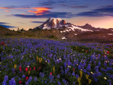 Mt Rainier, Washington - sky, mountain, national park, sunset, blossoms, clouds, snow, nationl, flowers