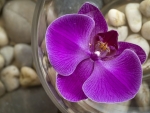 Beautiful Orchid