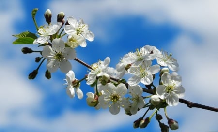 Spring branch - flowers, pretty, blossoms, branch, spring, sky