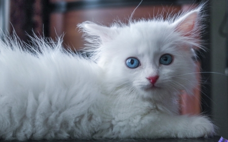 White Fluffy Kitten - white, cat, eyes, animal, kitten