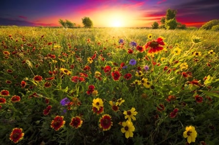 Wildflowers field at sunset