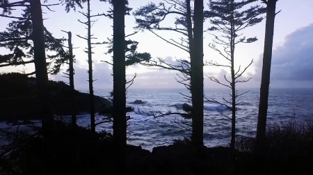 Evening In Newport, Oregon - oceans and beaches, beaches, oceans, ocean, pacific ocean, trees, water