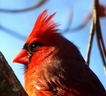 Nortern Cardinal - Photography, Nature, Birds, Outdoors