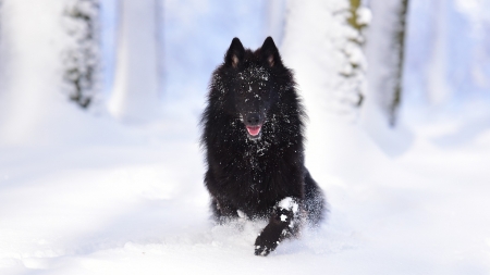 Wolf - wolf, nature, animals, snow, winter