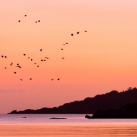 Birds Flying Over Sea During Sunset