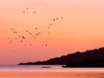 Birds Flying Over Sea During Sunset