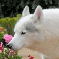 White Wolf Smelling a Flower