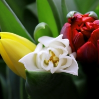 Red, White and Yellow Tulips