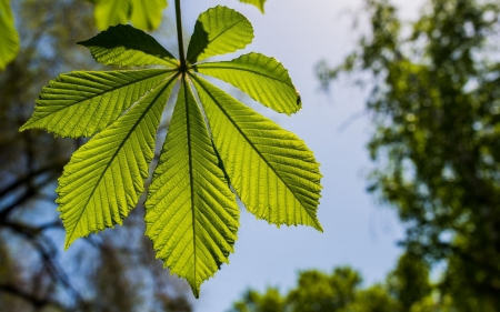 Green Chestnut Leaf - nature, green, leaf, tree, horse-chestnut