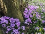 Crocuses