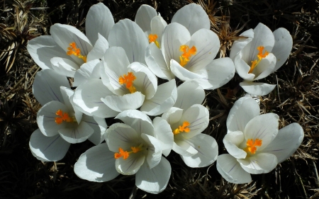 White Crocuses