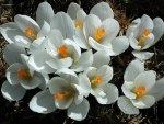 White Crocuses